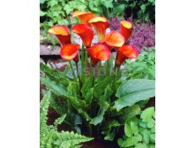 Calla Flame  &#8364; 1,32 6,36 &#8381;.jpg