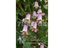 Clematis viticella Fay    3 () 2 ltr &#8364; 6,57 492,58..jpg