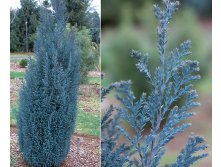 83,5.  Chamaecyparis lawsoniana Blue Surprise.jpg