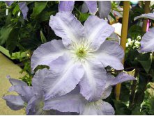 Clematis hybriden Lech Walesa     2 () 2 ltr &#8364; 6,57 492,58..jpg