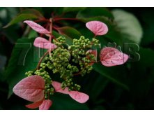 Schizophragma hydrangeoides Roseum    2 ltr &#8364; 6,73 504,96..jpg