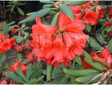 Rhododendron impeditum Billy Novinka     -27C 2 ltr 12-18 &#8364; 7,25 543,77..jpg