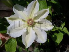 Clematis hybriden Mrs George Jackman      2 () 2 ltr &#8364; 6,04 453,21..jpg