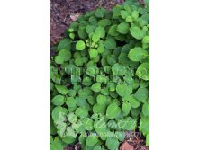 Hydrangea anomala GREEN RACER     2 ltr &#8364; 5,52 413,83..jpg