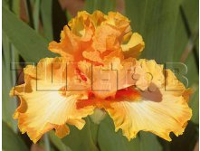 Iris germanica Orange Chariot     &#8364; 1,07 78,11..jpg