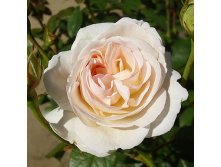 Rosa floribunda Lions-Rose.jpg