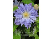 Clematis hybriden Azure Ball     2 () 2 ltr &#8364; 6,57 492,58..jpg