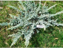 102,5.  Juniperus conferta Silver Mist_P10,5 rond.jpg
