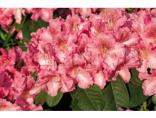 Rhododendron williamsianum Claudius    -22C 5 ltr 25-30 &#8364; 16,37 1 228,05..jpg