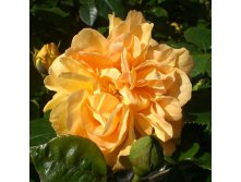 Rosa floribunda Bernstein Rose.jpg