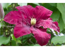 Clematis hybriden Niobe    2 () 2 ltr &#8364; 6,04 453,21..jpg