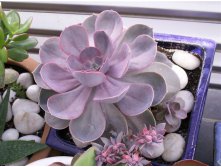      ( Echeveria 'Perle von Nurnberg' )