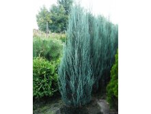 224.  Juniperus scopulorum Blue Arrow C2.jpg