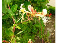 Lonicera caprifolium   2 ltr &#8364; 4,95 371,08..jpg