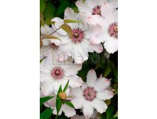 Clematis hybriden Snow Queen     2 () 2 ltr &#8364; 6,04 453,21..jpg