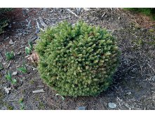 165,9.  Picea abies Witches Bread_P10,5 rond.jpg