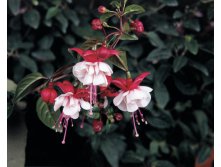 Fuchsia Trailing Sir Matt Busby.jpg