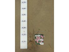 Hydrangea paniculata sundae fraise rep.JPG