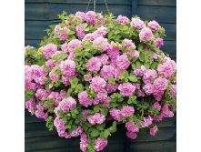 Petunia Surfinia Double Pink.jpg