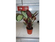   (Calathea picturata 'Argentea)