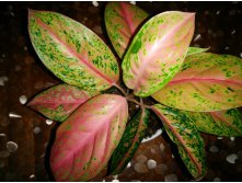 Aglaonema Ruay Ngern