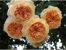 Crown Princess Margaretha 3.20 .jpg