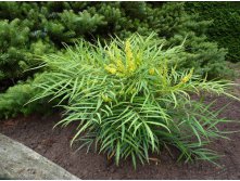   (Mahonia eurybracteata) 'Soft Caress" -    ...