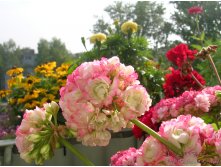 Apple Blossom Rosebud