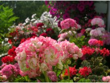 Apple Blossom Rosebud