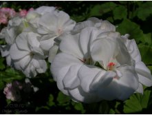 White Butterfly