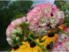 Apple Blossom Rosebud