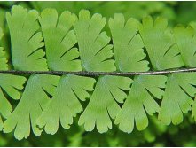   ( Adiantum caudatum)-    ....