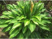   (Hosta 'Striptease')