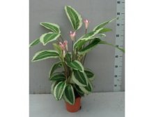    (Calathea Calathea Bicajoux Gecko)- 1100 .