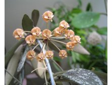 Hoya sigillatis ().