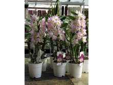 Dendrobium nobile Star Class Sea Mary