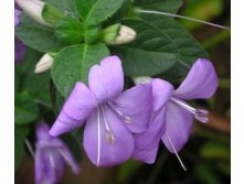   (barleria obtusa)