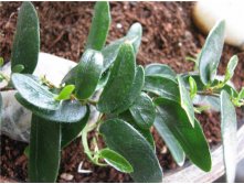   ( ficus punctata "anouk) ......