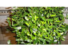   ( ficus punctata "anouk) ....     ....