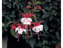 Fuchsia Trailing Sir Matt Busby