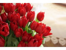 395320  lovely-red-tulips-for-my-dn-friends p.jpg