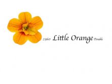  sb little orange double.jpg