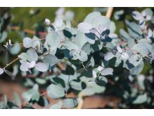   - Eucalyptus gunni....