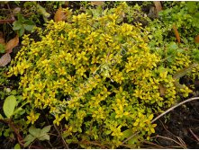    Thymus itriodorus Aurea