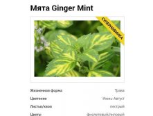  Ginger Mint