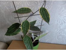 Hoya macrophylla variegata