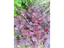  heuchera midnight rose.jpg