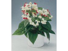 Clerodendrum thomsoniae.jpg