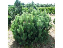  |Pinus mugo var.mughus  20-25   3 -200