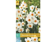 306.560,  (Narcissus) Geranium, 5   , 173+18%,   2 